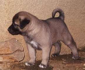 Chiots Anatolian Shepherd