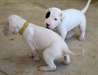 Chiots Argentine Dogo - photo 1
