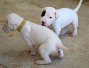 Chiots Argentine Dogo
