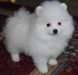 Donne : chiot SPITZ NAIN COULEUR BLANCHE - photo 2