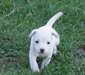 Chiot race jack russell terrier femelle à donner - photo 1