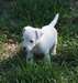 Chiot race jack russell terrier femelle à donner - photo 2