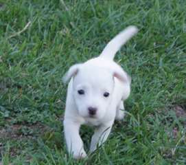 Chiot race jack russell terrier femelle à donner