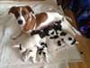 chiot jack Russell dispo - photo 1