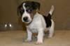 chiot jack Russell dispo - photo 2
