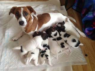 chiot jack Russell dispo