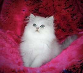 A donner magnifique bébé PERSAN de 3 mois