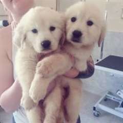 chiots golden retriever m&#226;le et femelle