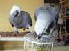 Magnifique couple perroquet gris du Gabon à donner - photo 1