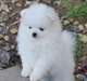 Donne : chiot SPITZ NAIN COULEUR BLANCHE - photo 1