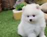 Donne : chiot SPITZ NAIN COULEUR BLANCHE - photo 2