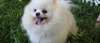 Donne : chiot SPITZ NAIN COULEUR BLANCHE - photo 2