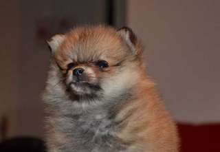 Chiot spitz nain pomeranian de 3 mois  a donner