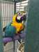 Perroquet Ara ararauna élevé main 2 ans - photo 2