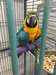Perroquet Ara ararauna élevé main 2 ans - photo 3