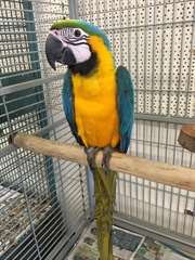 Perroquet Ara ararauna &#233;lev&#233; main 2 ans