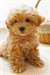 Toy poodle chiots pour adoption - photo 1