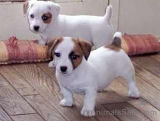 Jack Russell masculins et féminins pour adoption