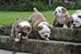 Chiots mignons de bouledogue anglais prêts