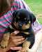 Chiots Rottweiler   Chiots Rottweiler, - photo 1