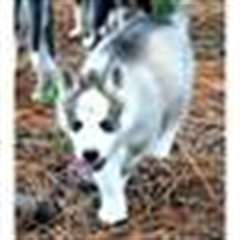 Chiots mignons de  siberian husky prêts pour leur