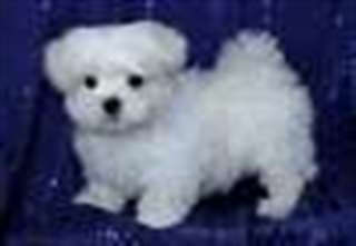 Chiots mignons de  maltes prêts