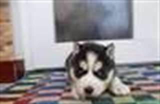 Chiots mignons de  siberian husky prêts pour leur