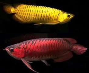 Arowana poissons et beaucoup d'autres disponi