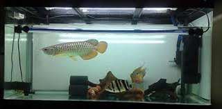 Qualit&#233; or 24K Arowana poissons et beaucoup d'autr