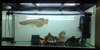 24K Arowana poissons et beaucoup d'autres disponi - photo 1
