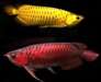 Arowana poissons et beaucoup d'autres disponibles - photo 1