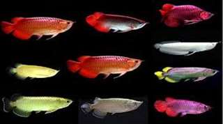 Arowana poissons et beaucoup d'autres disponi