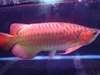 Arowana poissons et beaucoup d'autres disponi - photo 1