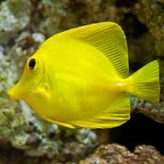 Arowana poissons et beaucoup d'autres disponibles