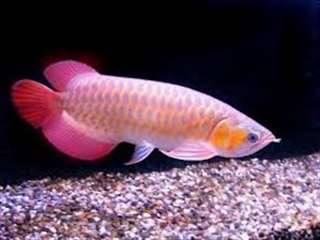 Qualité or 24K Arowana poissons et beaucoup d'autr