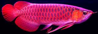 Qualité or 24K Arowana poissons et beaucoup d'autr