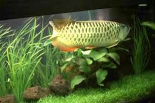 Qualit&#233; or 24K Arowana poissons et beaucoup d'autr