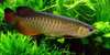 Qualit&#233; or 24K Arowana poissons et beaucoup d'autr - photo 3