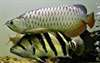 Qualité or 24K Arowana poissons et beaucoup d'autr - photo 2