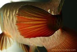 Qualité or 24K Arowana poissons et beaucoup d'autr