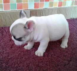 A donner très beau chiot Bouledogue Français