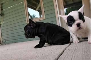 CHIOTS LOVELY BULLDOG ANGLAIS