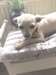 Chihuahua Femme Puppy- A VENDRE !!! - photo 1
