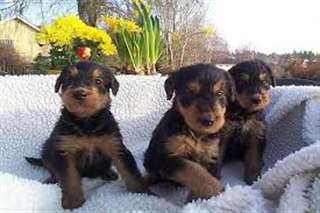 Terrers chiots prêts pour les maisons neuves ....