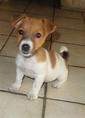 Jack Russell masculins et féminins pour adoption
