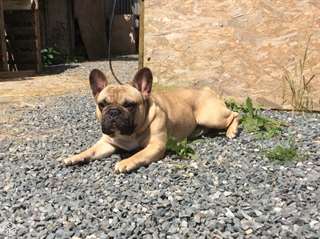Saillie bouledogue français LOF