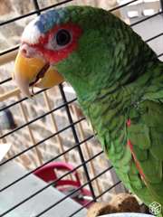 Perroquet de race amazone