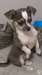 Chiot Chihuahua LOF - photo 2