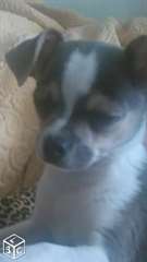 Chiot Chihuahua LOF