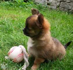 Petites Femelles Chihuahua